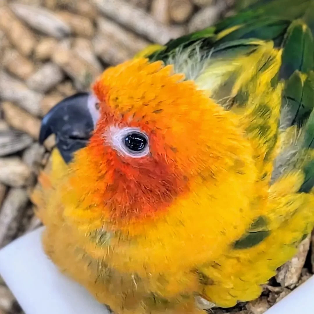 Brenda's Birds, business photo 2