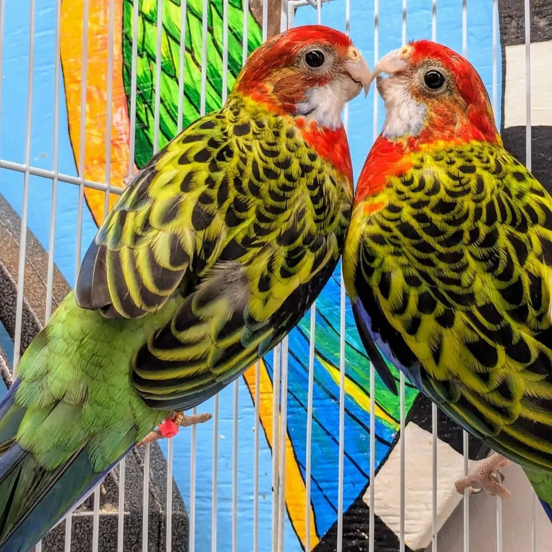 Brenda's Birds business photo