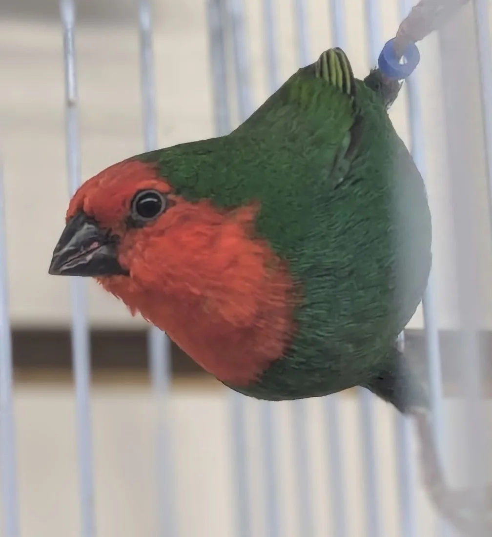 Brenda's Birds, business photo 4