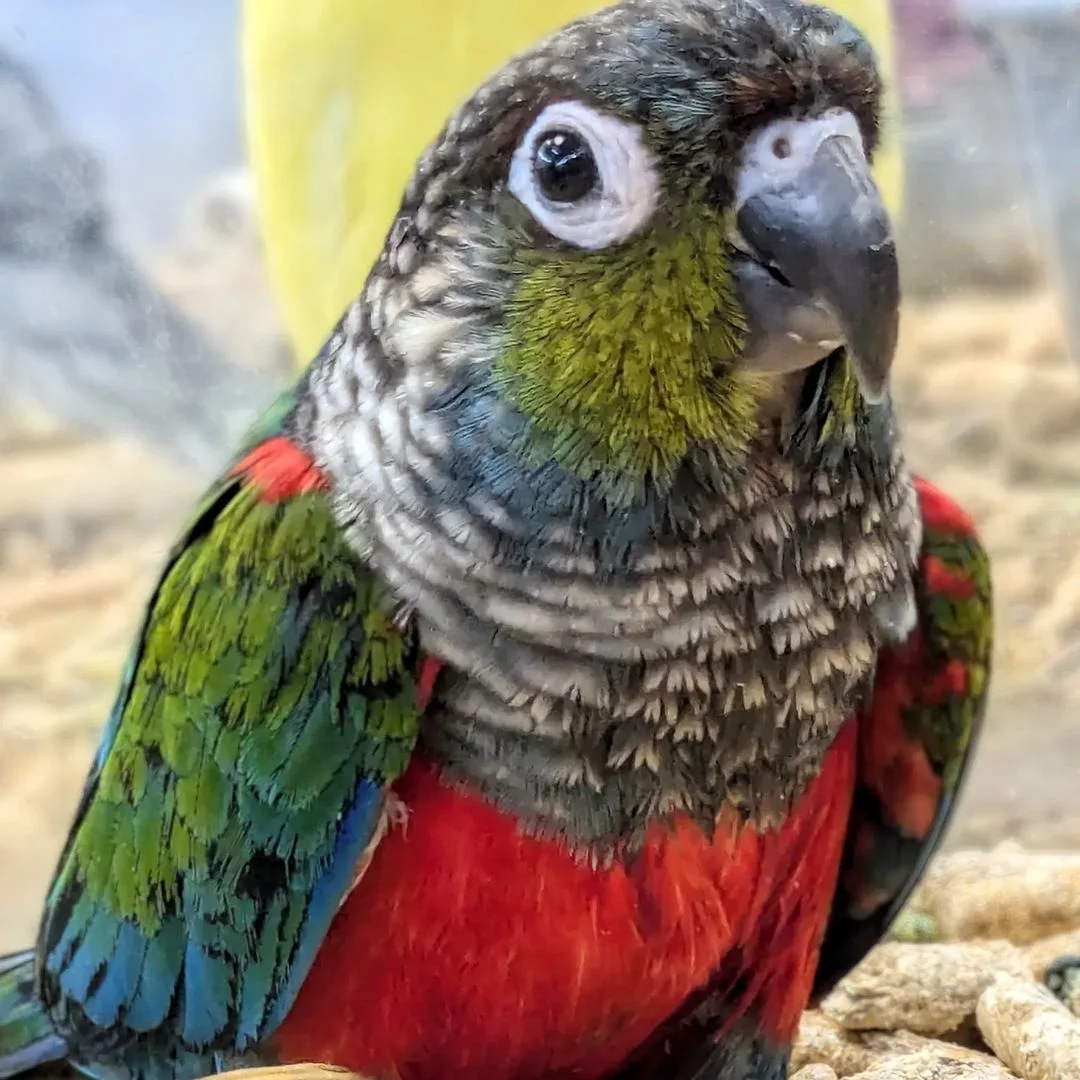 Brenda's Birds, business photo 3